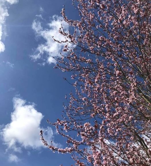 Cerisier en fleurs